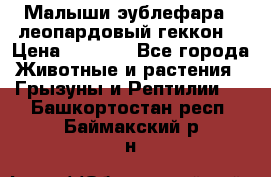 Малыши эублефара ( леопардовый геккон) › Цена ­ 1 500 - Все города Животные и растения » Грызуны и Рептилии   . Башкортостан респ.,Баймакский р-н